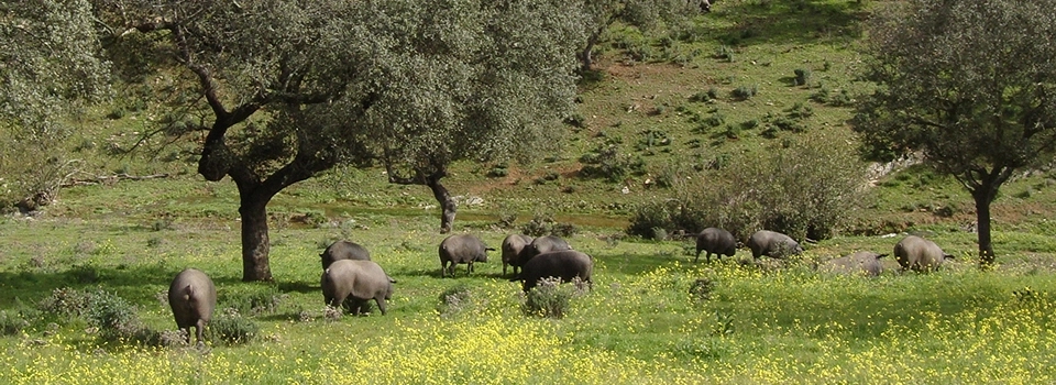 Jamones de bellota de cerdos criados en la dehesa